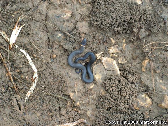 Prairie Ring-necked Snake (Diadophis punctatus arnyi)