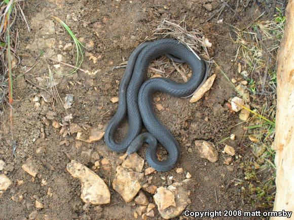 Eastern Yellow-bellied Racer (Coluber constrictor flaviventris)