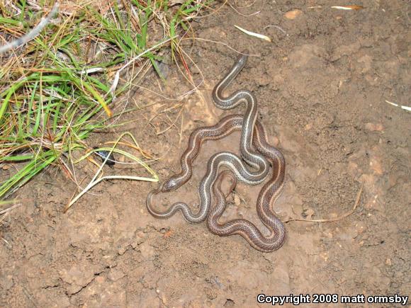 Lined Snake (Tropidoclonion lineatum)