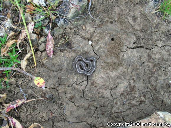 Lined Snake (Tropidoclonion lineatum)