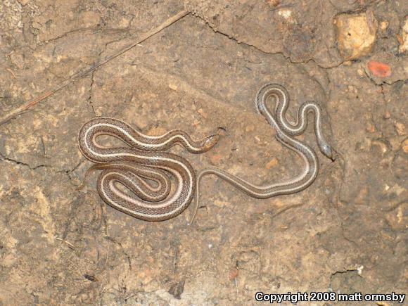 Lined Snake (Tropidoclonion lineatum)