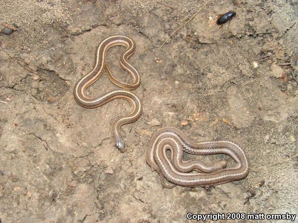 Lined Snake (Tropidoclonion lineatum)