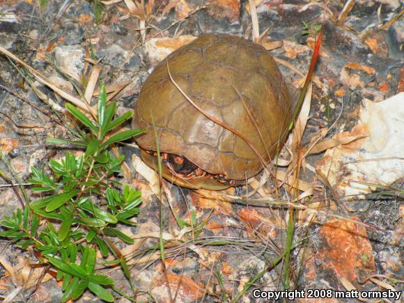 Three-toed Box Turtle (Terrapene carolina triunguis)