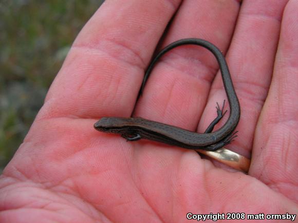 Little Brown Skink (Scincella lateralis)