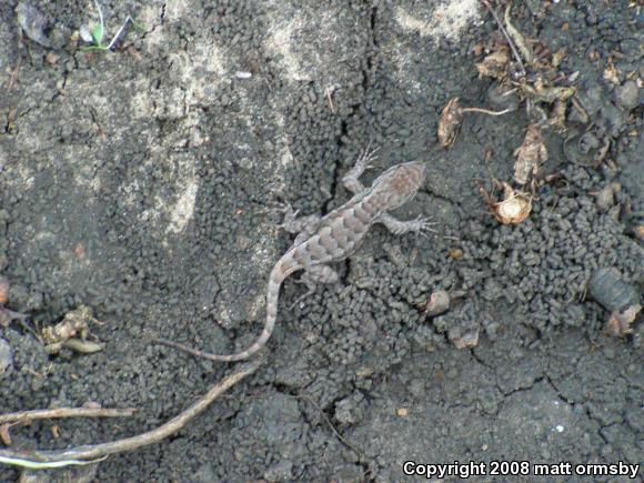 Eastern Fence Lizard (Sceloporus undulatus)