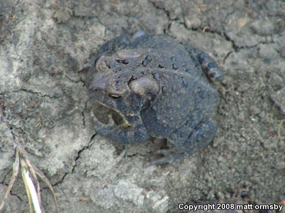 Eastern American Toad (Anaxyrus americanus americanus)