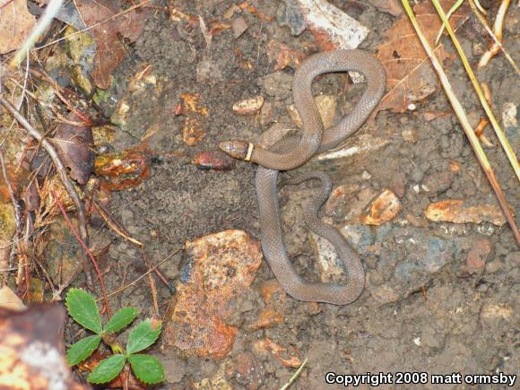 Prairie Ring-necked Snake (Diadophis punctatus arnyi)