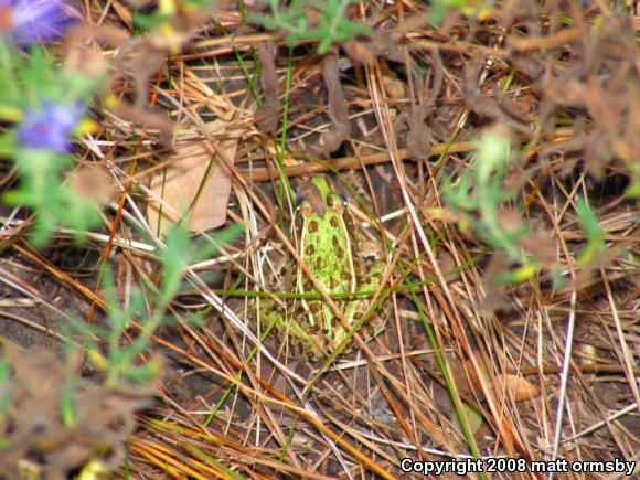 Southern Leopard Frog (Lithobates sphenocephalus)