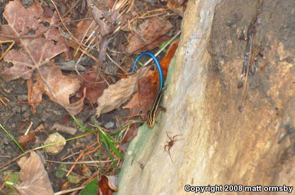 Five-lined Skink (Plestiodon fasciatus)