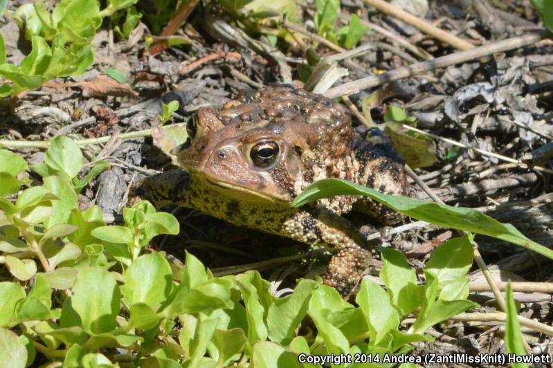 Eastern American Toad (Anaxyrus Americanus Americanus)