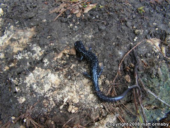 Western Slimy Salamander (Plethodon albagula)