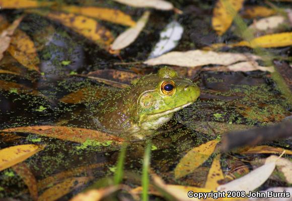 American Bullfrog (Lithobates catesbeianus)