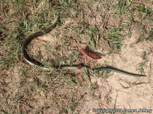 Eastern Glass Lizard (Ophisaurus ventralis)