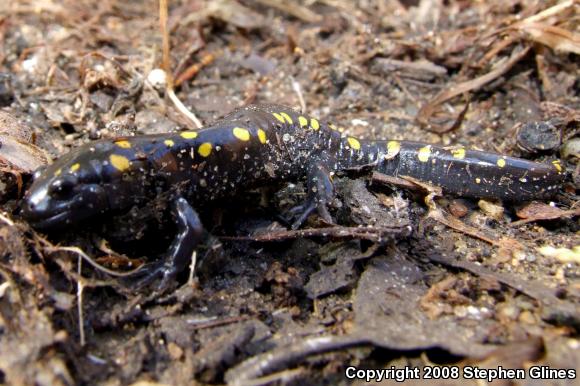 Spotted Salamander (Ambystoma maculatum)