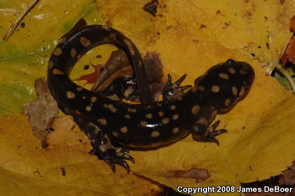 Eastern Tiger Salamander (Ambystoma tigrinum)