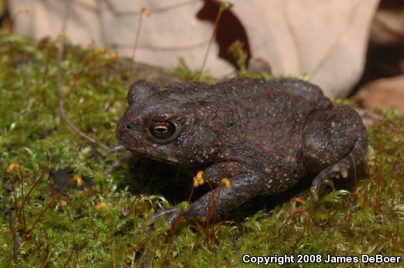 American Toad (Anaxyrus americanus)