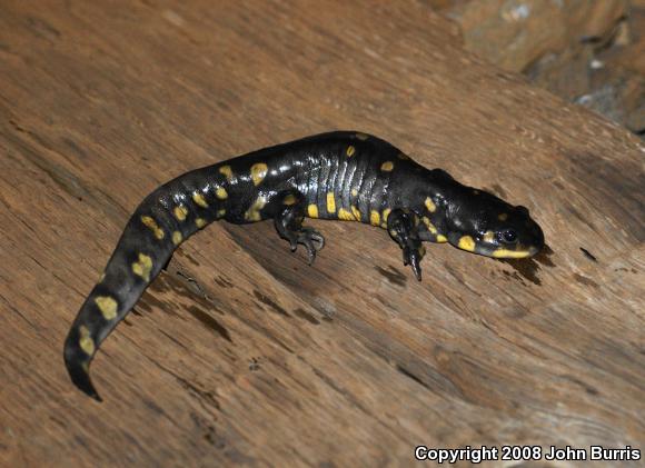 Eastern Tiger Salamander (Ambystoma tigrinum)