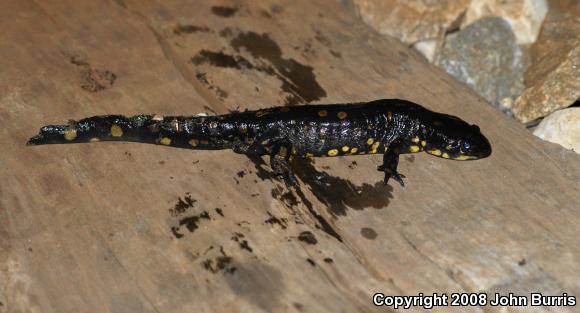 Eastern Tiger Salamander (Ambystoma tigrinum)