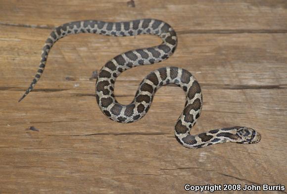 Western Foxsnake (Pantherophis vulpinus)