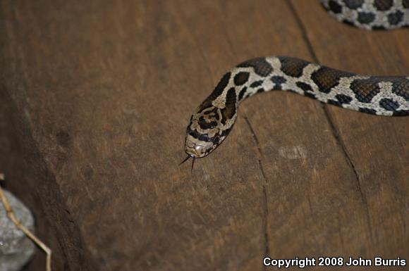 Western Foxsnake (Pantherophis vulpinus)