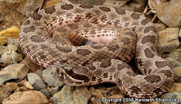 Desert Massasauga (Sistrurus catenatus edwardsii)