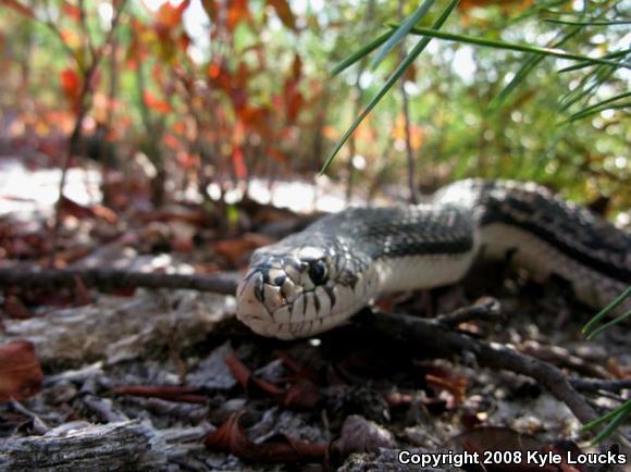 Northern Pinesnake (Pituophis melanoleucus melanoleucus)