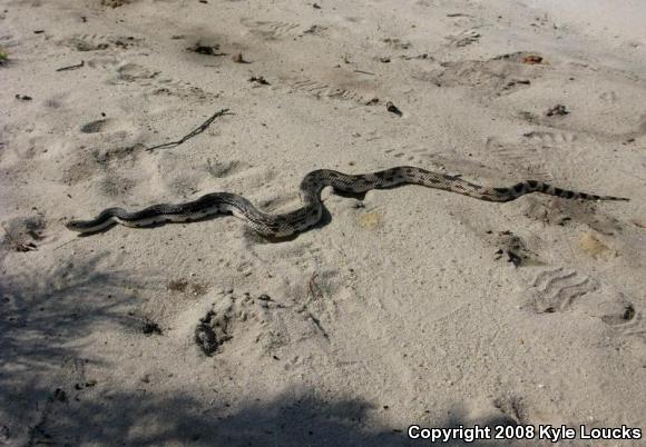 Northern Pinesnake (Pituophis melanoleucus melanoleucus)