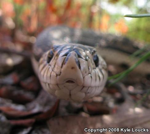 Northern Pinesnake (Pituophis melanoleucus melanoleucus)