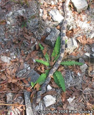 Northern Pinesnake (Pituophis melanoleucus melanoleucus)