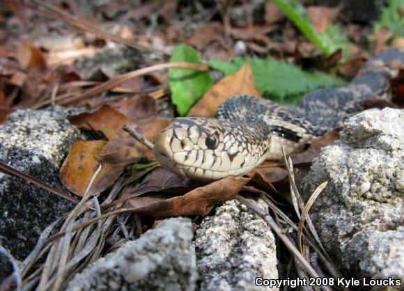 Northern Pinesnake (Pituophis melanoleucus melanoleucus)