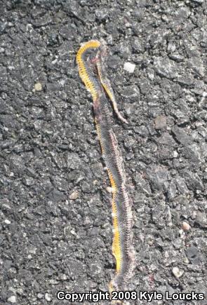 Southern Ring-necked Snake (Diadophis punctatus punctatus)