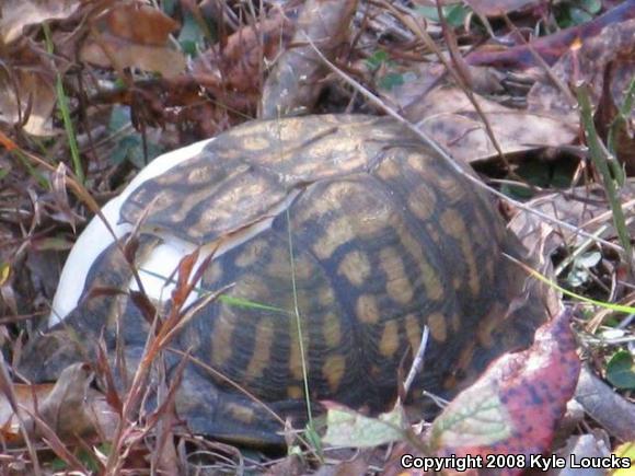 Eastern Box Turtle (Terrapene carolina carolina)