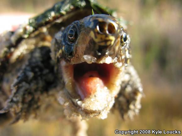 Eastern Musk Turtle (Sternotherus odoratus)