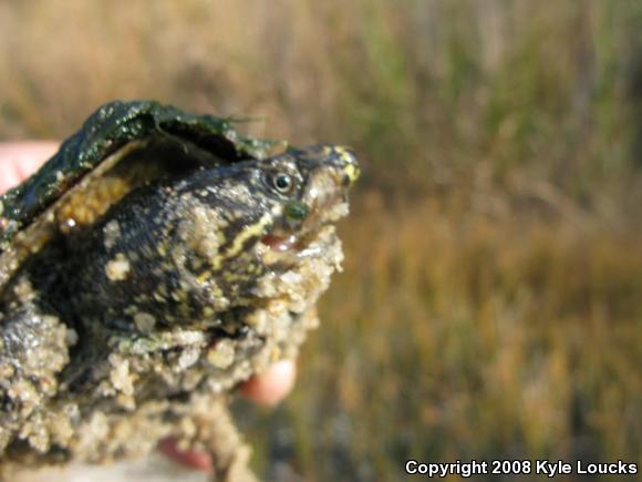 Eastern Musk Turtle (Sternotherus odoratus)