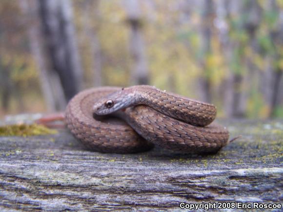 Northern Red-bellied Snake (Storeria occipitomaculata occipitomaculata)