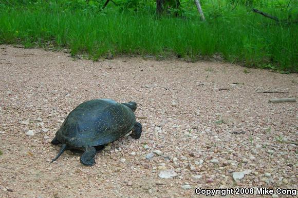 Blanding's Turtle (Emydoidea blandingii)