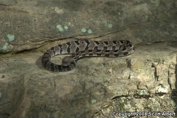 Timber Rattlesnake (Crotalus horridus)