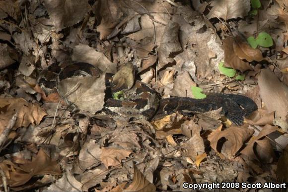 Timber Rattlesnake (Crotalus horridus)