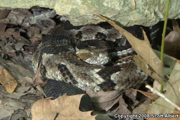 Timber Rattlesnake (Crotalus horridus)