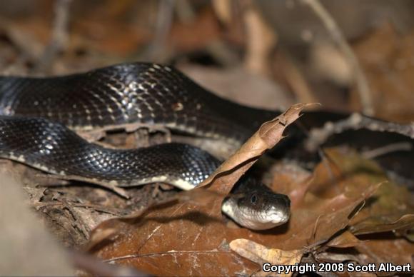 Gray Ratsnake (Pantherophis obsoletus spiloides)