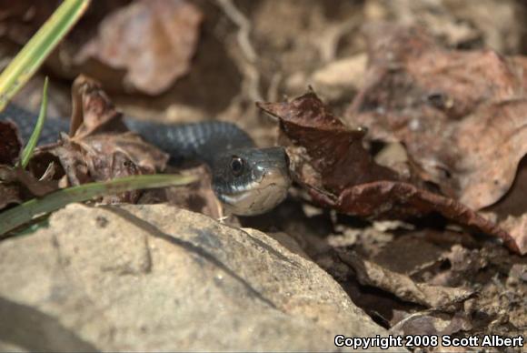 Blue Racer (Coluber constrictor foxii)