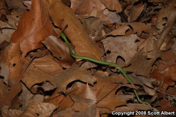 Northern Rough Greensnake (Opheodrys aestivus aestivus)