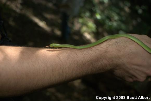 Northern Rough Greensnake (Opheodrys aestivus aestivus)