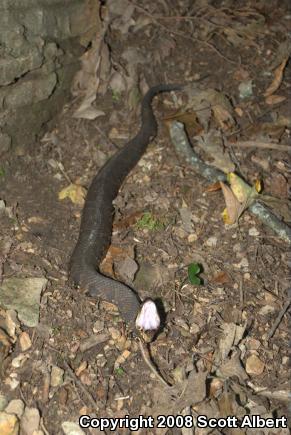 Western Cottonmouth (Agkistrodon piscivorus leucostoma)