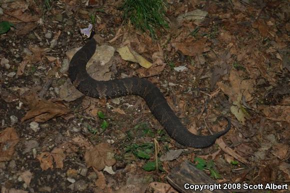 Western Cottonmouth (Agkistrodon piscivorus leucostoma)