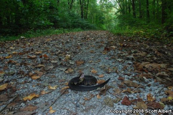 Western Cottonmouth (Agkistrodon piscivorus leucostoma)