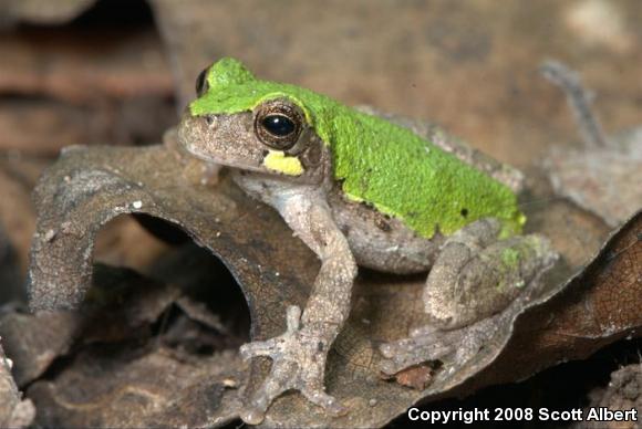 Western Bird-voiced Treefrog (Hyla avivoca avivoca)