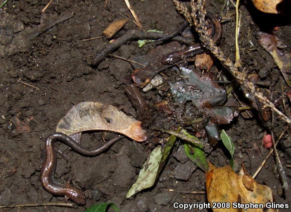 Eastern Red-backed Salamander (Plethodon cinereus)