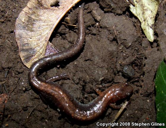 Eastern Red-backed Salamander (Plethodon cinereus)