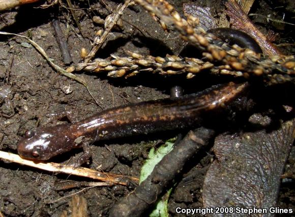 Eastern Red-backed Salamander (Plethodon cinereus)